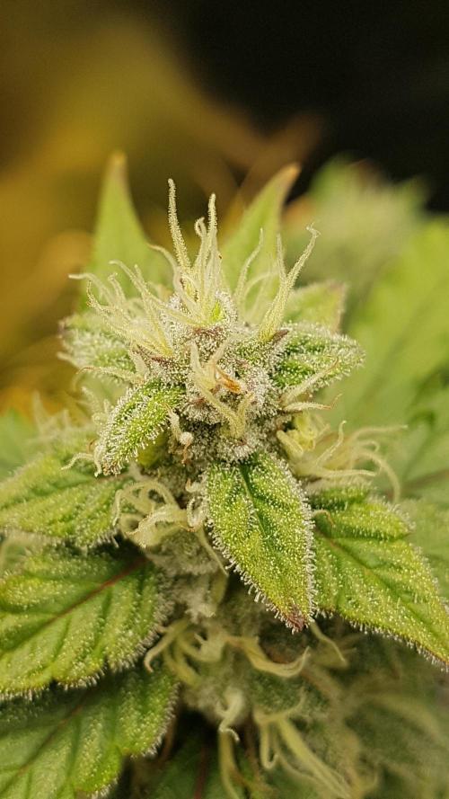 Auto Black Opium Divine Seeds. Week 11