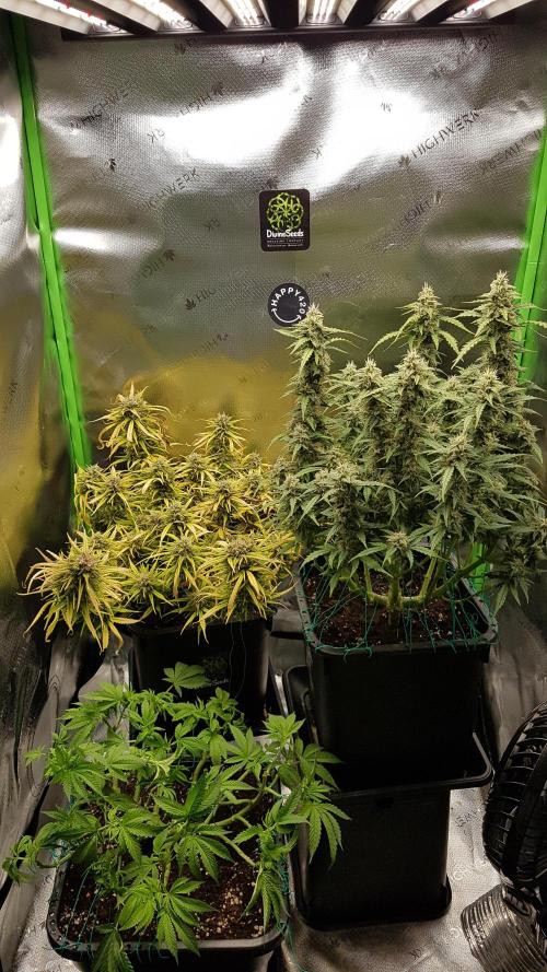 Auto Black Opium Divine Seeds. Week 11