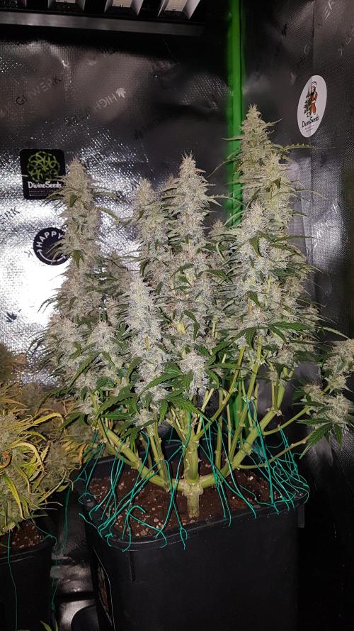 Auto Black Opium Divine Seeds. Week 11
