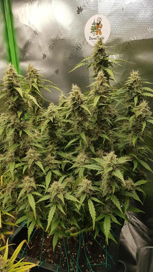 Auto Black Opium Divine Seeds. Week 12