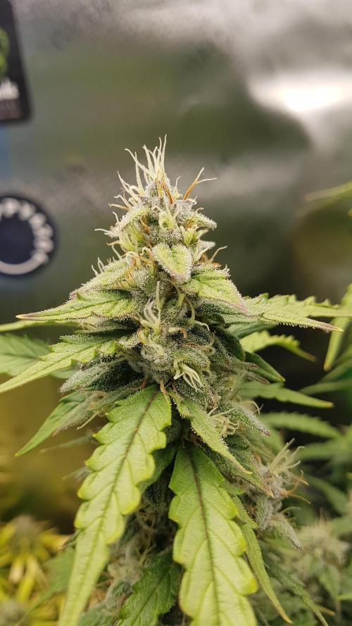 Auto Black Opium Divine Seeds. Week 12