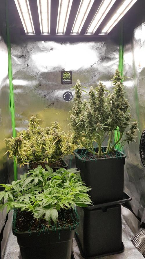 Auto Black Opium Divine Seeds. Week 12