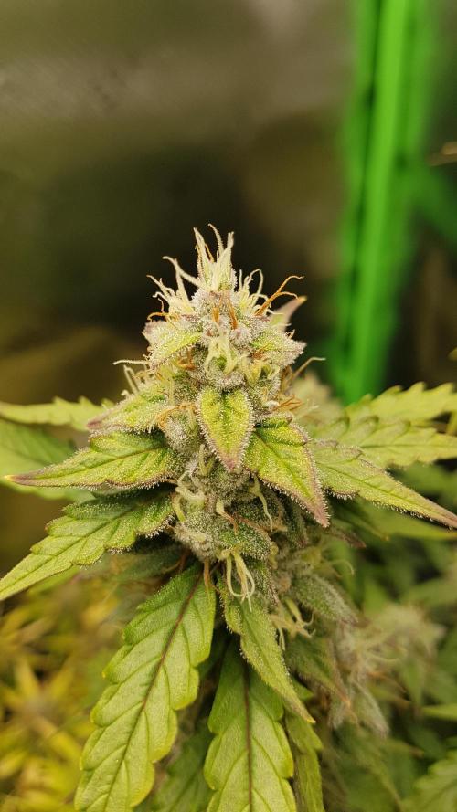 Auto Black Opium Divine Seeds. Week 12