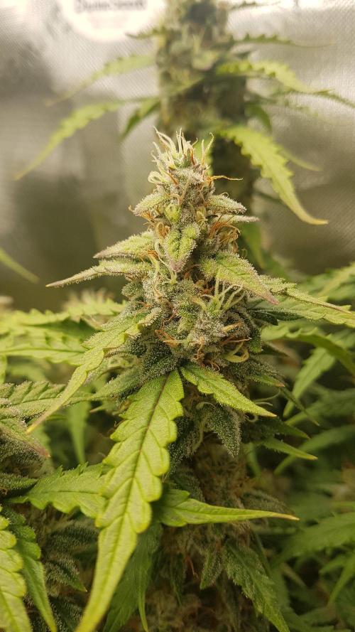 Auto Black Opium Divine Seeds. Week 12