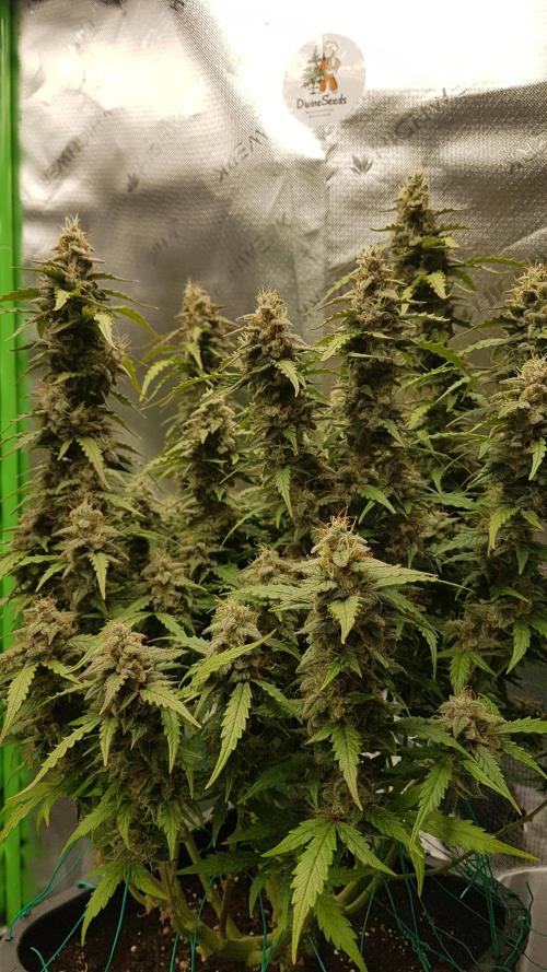 Auto Black Opium Divine Seeds. Week 12