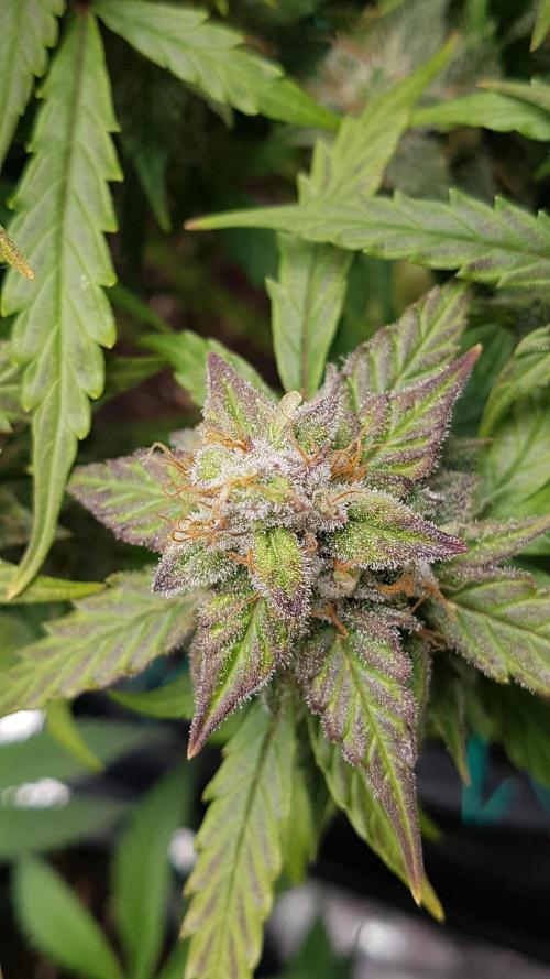 Auto Black Opium Divine Seeds. Week 12