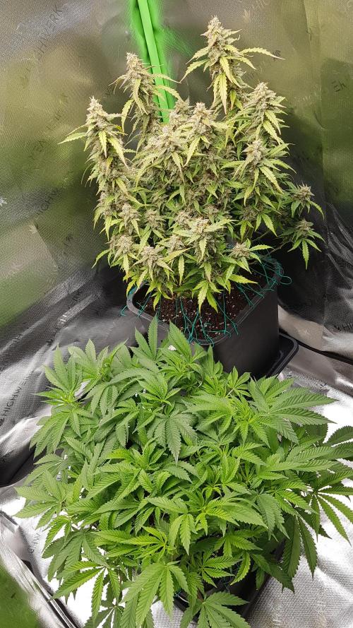 Auto Black Opium Divine Seeds. Week 12