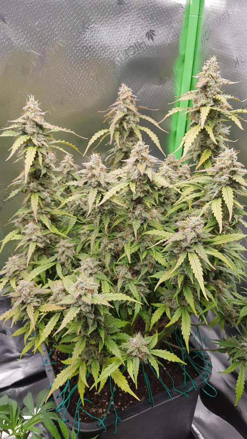 Auto Black Opium Divine Seeds. Week 12