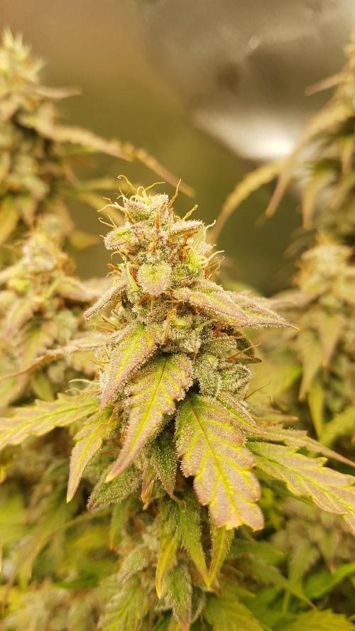 Auto Black Opium Divine Seeds. Week 12