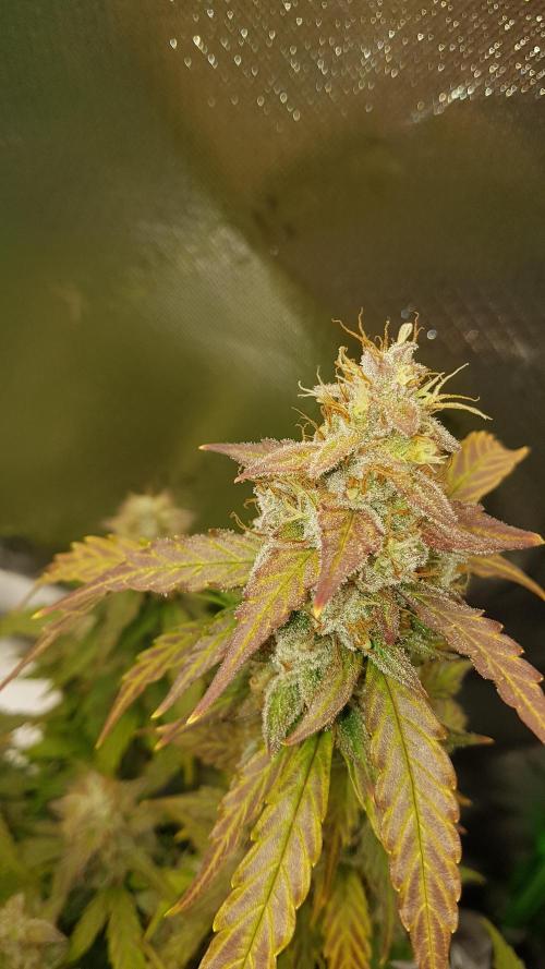 Auto Black Opium Divine Seeds. Week 12