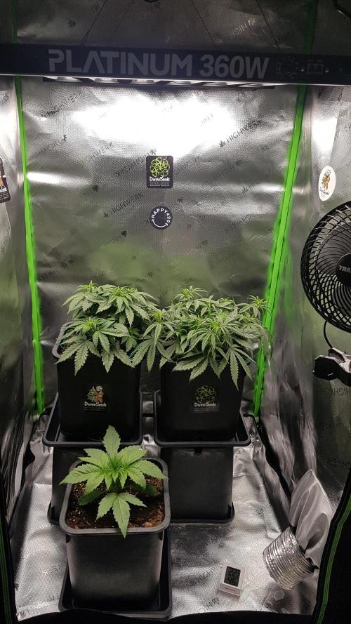 Auto Pablo Escobar Divine Seeds. Week 6