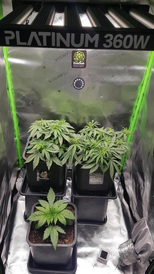 Auto Pablo Escobar Divine Seeds. Week 6