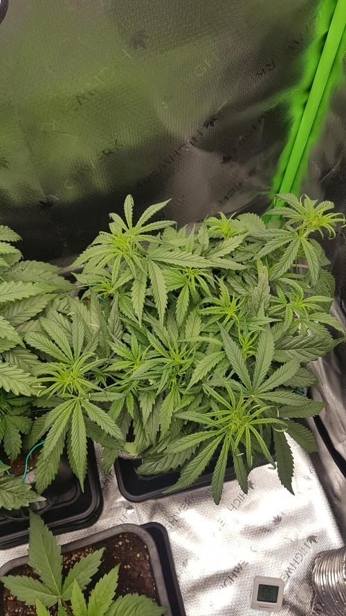 Auto Pablo Escobar Divine Seeds. Week 6