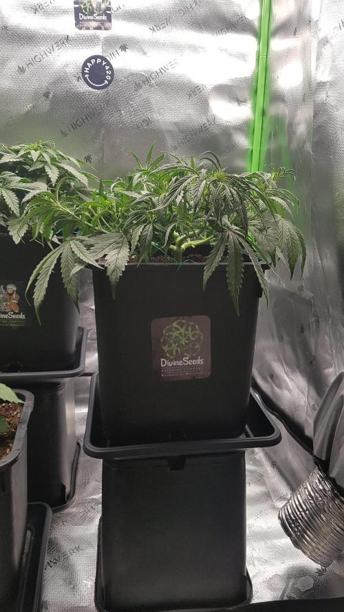 Auto Pablo Escobar Divine Seeds. Week 6