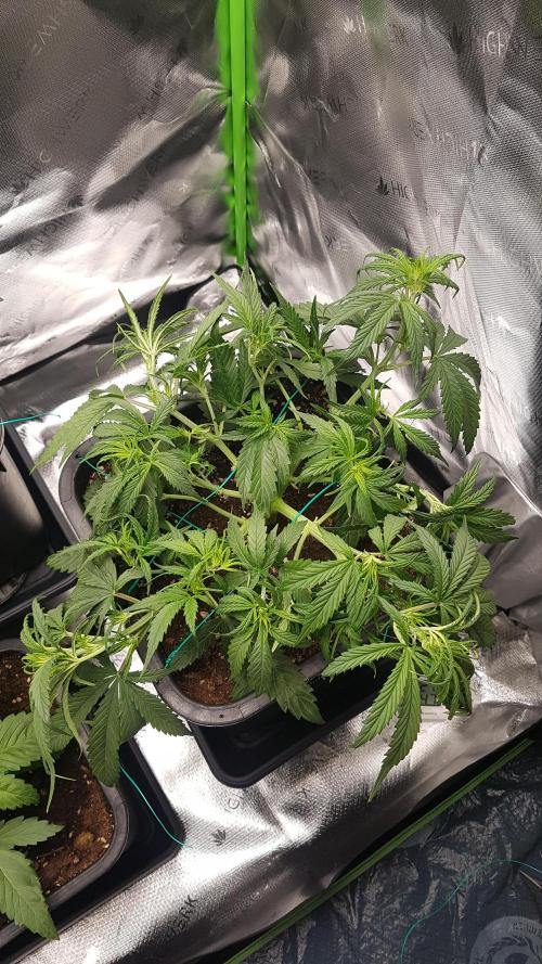 Auto Pablo Escobar Divine Seeds. Week 6