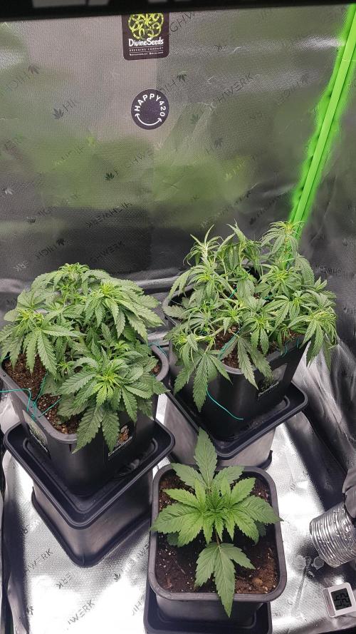 Auto Pablo Escobar Divine Seeds. Week 6