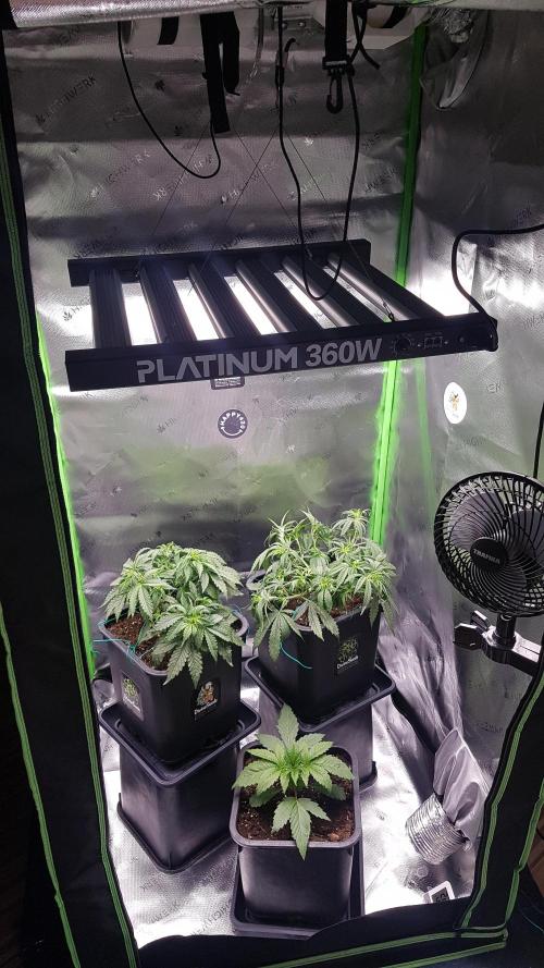 Auto Pablo Escobar Divine Seeds. Week 6