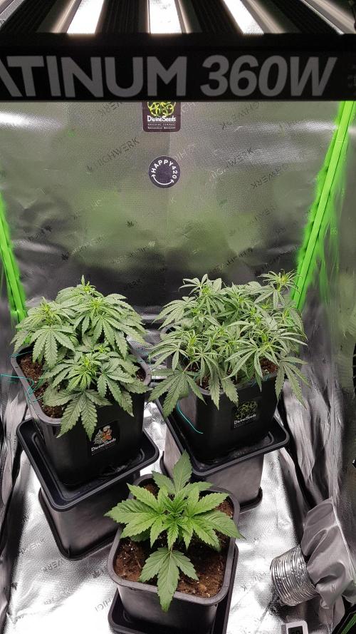 Auto Pablo Escobar Divine Seeds. Week 6