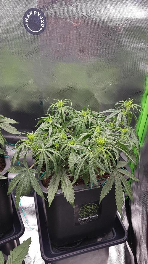 Auto Pablo Escobar Divine Seeds. Week 6