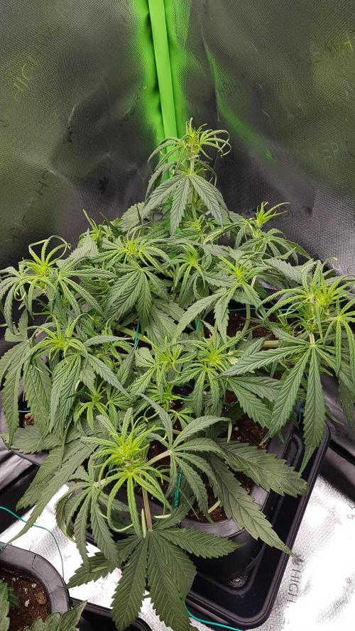 Auto Pablo Escobar Divine Seeds. Week 6