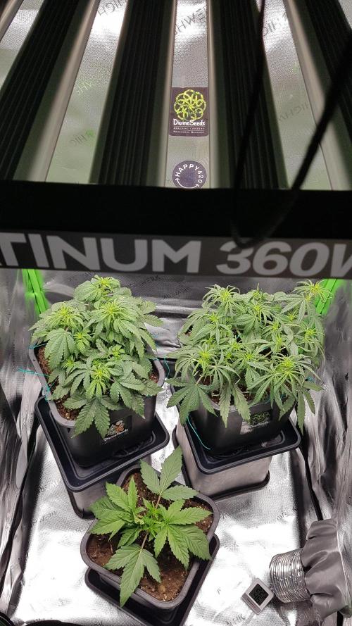 Auto Pablo Escobar Divine Seeds. Week 6