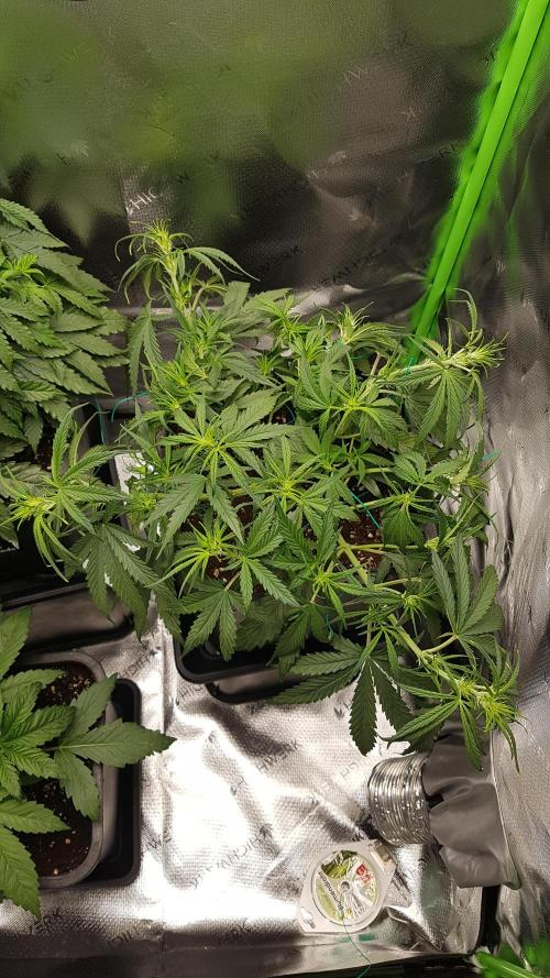 Auto Pablo Escobar Divine Seeds. Week 7