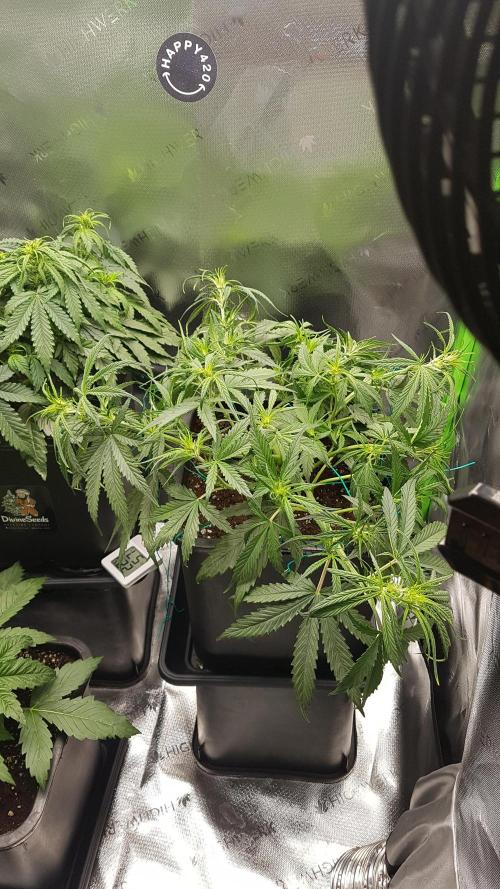 Auto Pablo Escobar Divine Seeds. Week 7