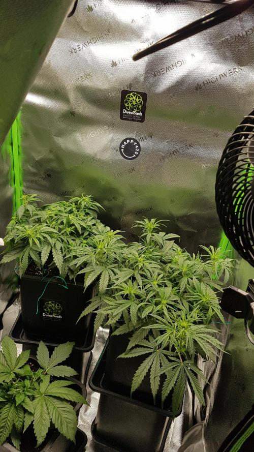 Auto Pablo Escobar Divine Seeds. Week 7