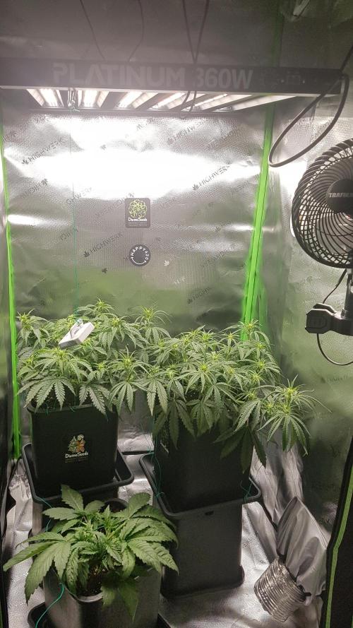 Auto Pablo Escobar Divine Seeds. Week 7