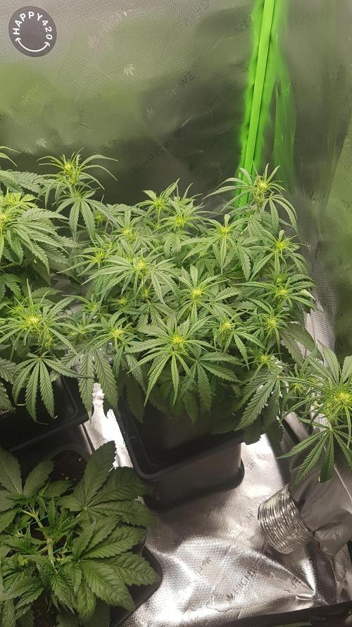 Auto Pablo Escobar Divine Seeds. Week 7