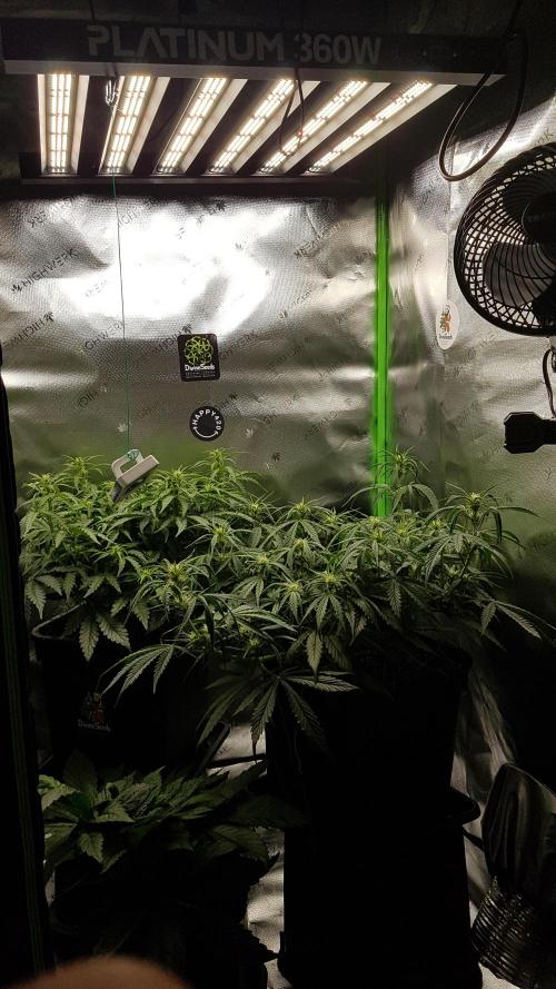 Auto Pablo Escobar Divine Seeds. Week 8