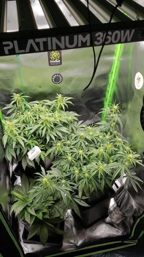 Auto Pablo Escobar Divine Seeds. Week 8