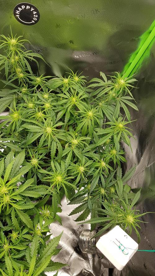 Auto Pablo Escobar Divine Seeds. Week 8