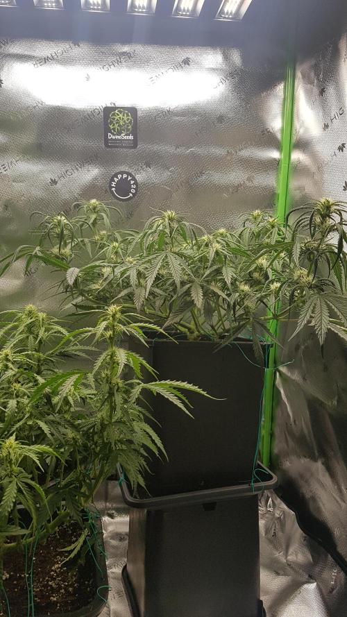 Auto Pablo Escobar Divine Seeds. Week 8