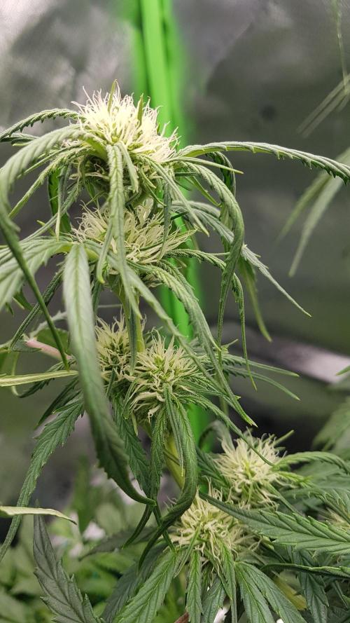 Auto Pablo Escobar Divine Seeds. Week 8