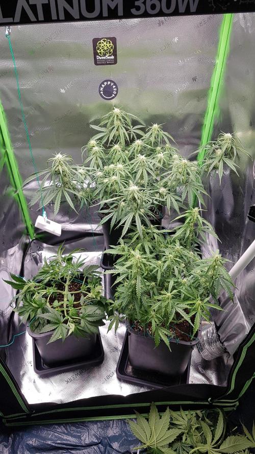 Auto Pablo Escobar Divine Seeds. Week 8