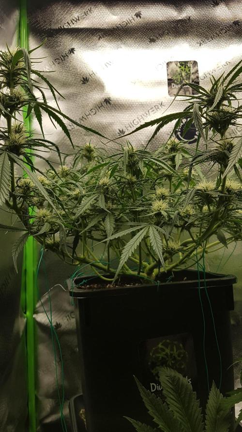 Auto Pablo Escobar Divine Seeds. Week 8