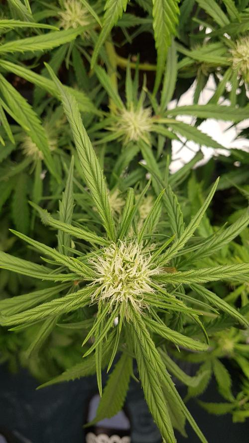 Auto Pablo Escobar Divine Seeds. Week 8