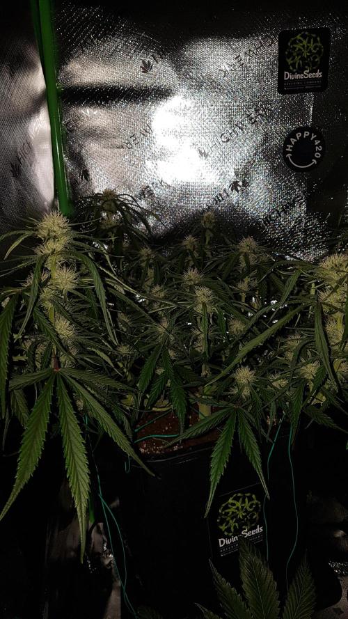 Auto Pablo Escobar Divine Seeds. Week 8