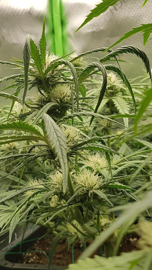 Auto Pablo Escobar Divine Seeds. Week 8