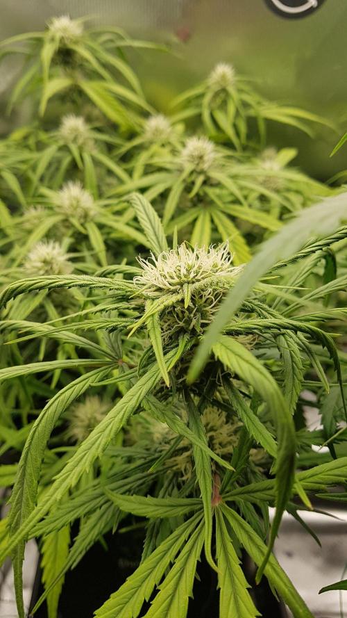 Auto Pablo Escobar Divine Seeds. Week 9