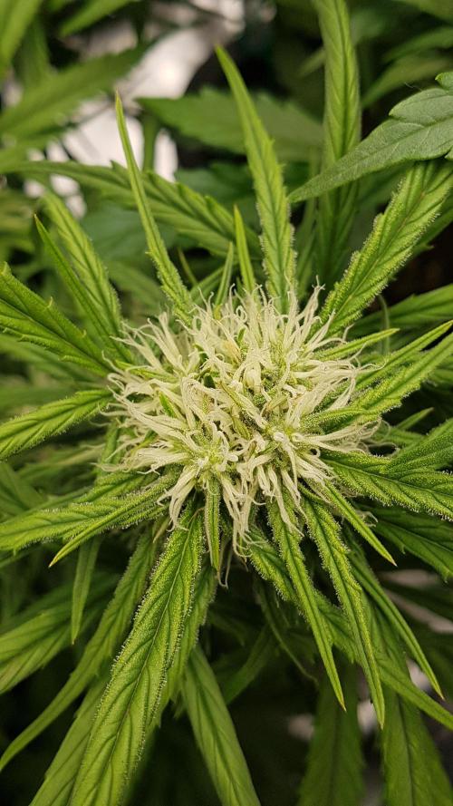 Auto Pablo Escobar Divine Seeds. Week 9