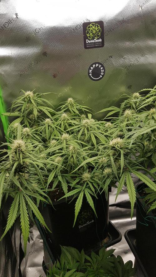 Auto Pablo Escobar Divine Seeds. Week 9