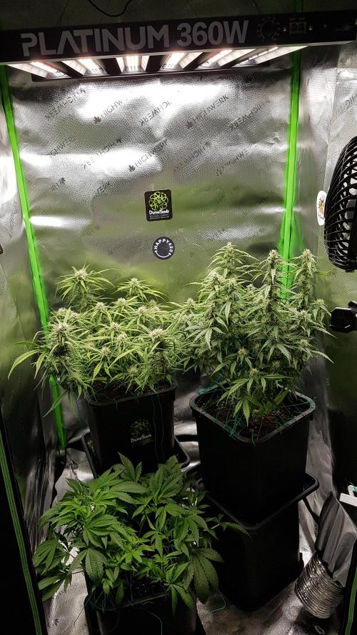 Auto Pablo Escobar Divine Seeds. Week 9