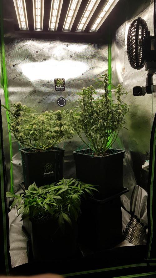 Auto Pablo Escobar Divine Seeds. Week 9