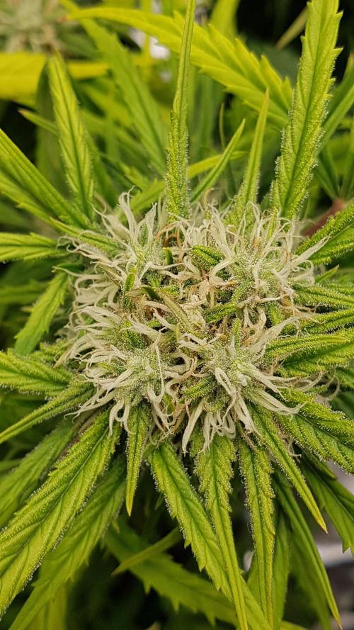 Auto Pablo Escobar Divine Seeds. Week 9