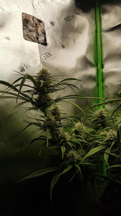 Auto Pablo Escobar Divine Seeds. Week 9