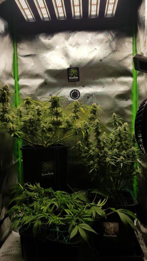 Auto Pablo Escobar Divine Seeds. Week 9