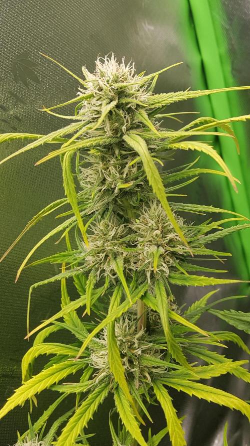 Auto Pablo Escobar Divine Seeds. Week 9