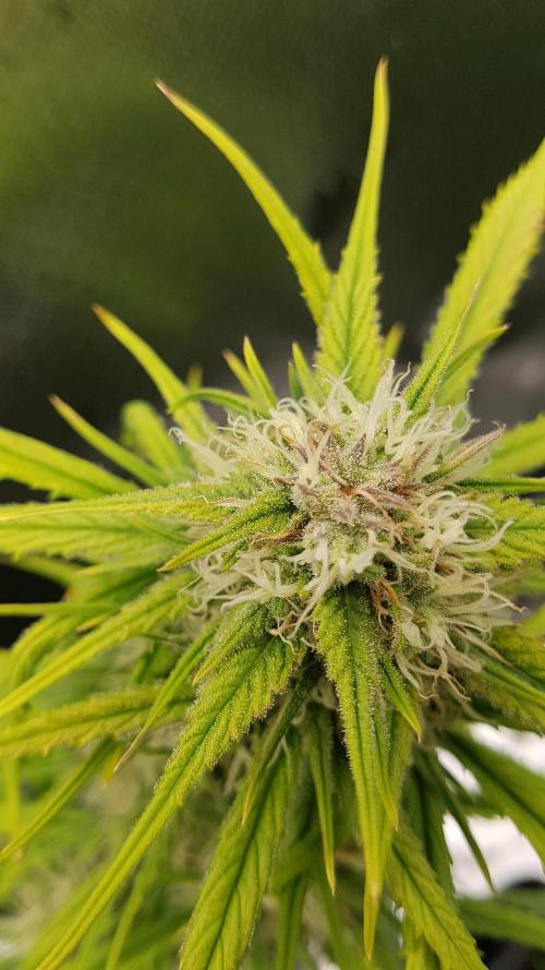 Auto Pablo Escobar Divine Seeds. Week 9